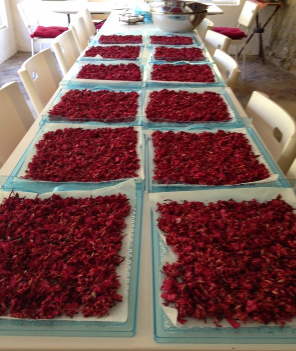 Beets & Berries in Trays